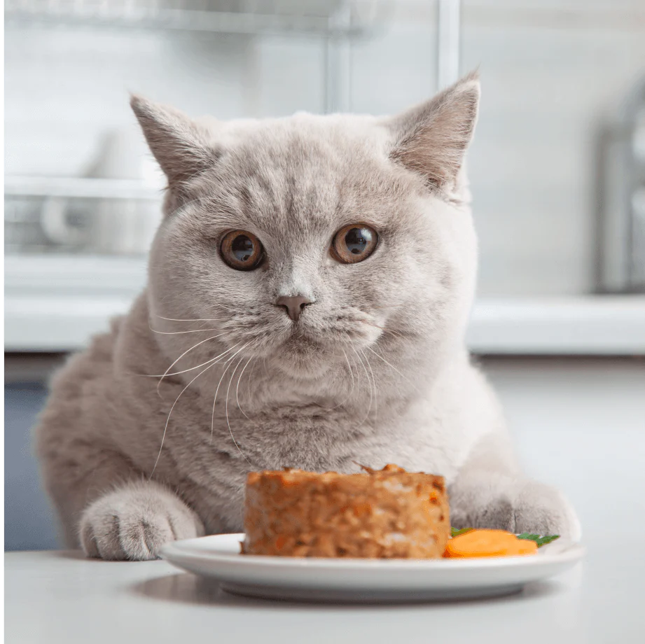 Purrfect Pâté for cat - no bundle